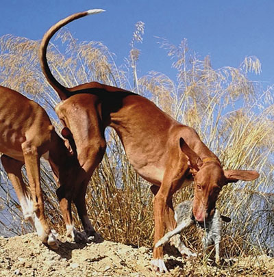 podenco de caza en revista trofeo conservacion
