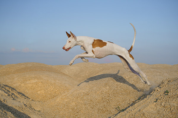 podenco ibicencco en trofeo caza conservacion
