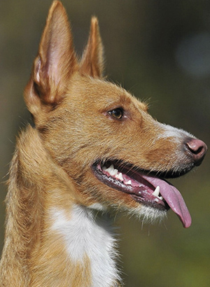 podenco portugues en trofeo caza conservacion