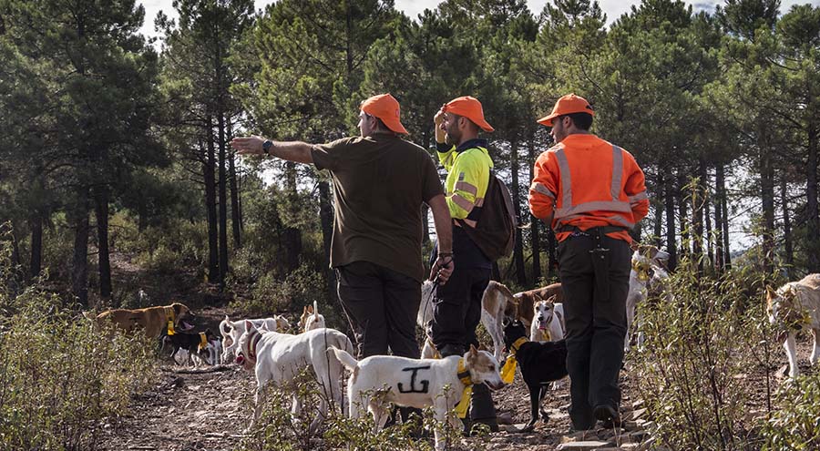 Tras vivir su primera gran experiencia en la montería, María recibe el regalo que marcará para siempre su vida cinegética: un podenco de linaje excepcional llamado Gitano. Un relato cargado de emociones, amistad y amor por el campo.