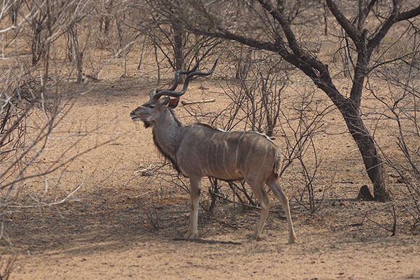 kudu en africa en trofeo caza