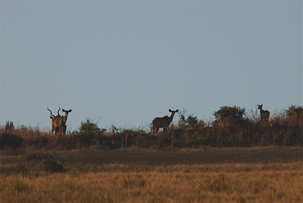 kudus en trofeo caza
