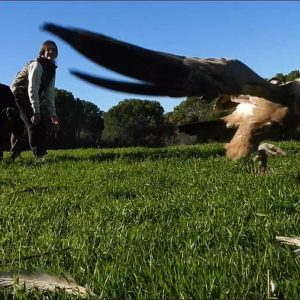 Buitre volando en Revista Trofeo Caza