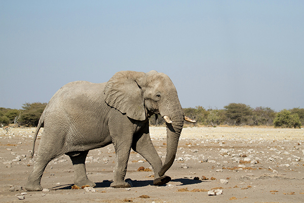 elefante en revista trofeo caza