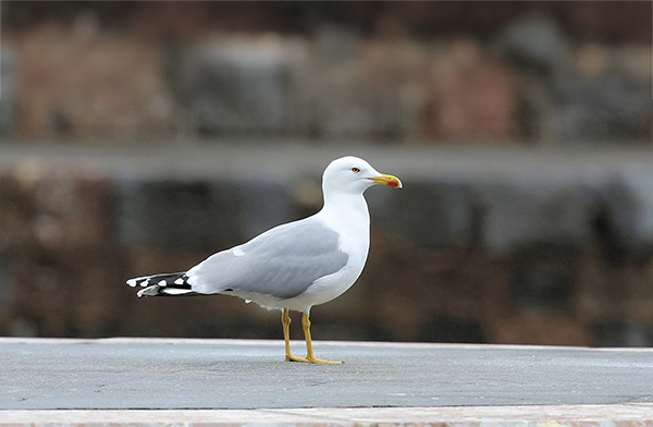 gaviota en revista trofeo caza