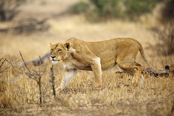 Leona andando por Namibia