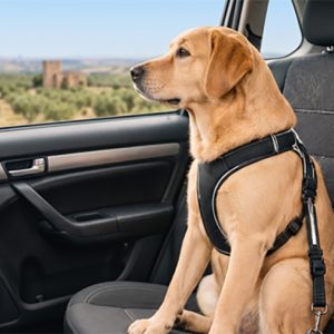 perro en el coche en revista trofeo caza