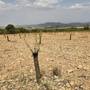 plantacion dañada por fauna salvaje en la revista trofeo caza