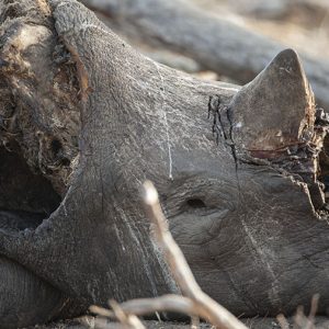 Rinoceronte cazado por furtivo en Revista trofeo caza .
