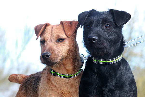 terrier perro en revista trofeo caza