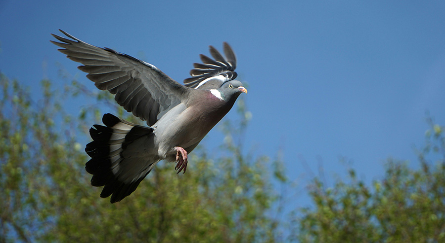 La primera jornada de paloma torcaz comenzó con buenas expectativas, pero las aves volaron muy altas y se mostraron especialmente desconfiadas. Tras una mañana complicada, la tormenta de la tarde obligó a abandonar los puestos antes de tiempo.