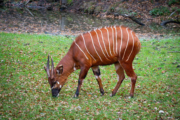 bongo africano comiendo en revista trofeo caza