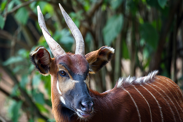 bongo con cuernos en revista trofeo caza 