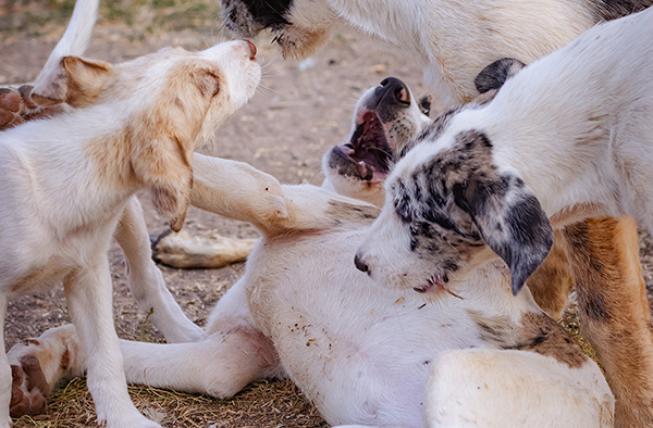 cachorros jugando en revista trofeo