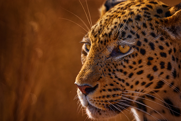 cara de leopardo en revista trofeo caza