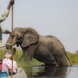elefante andando en revista trofeo caza