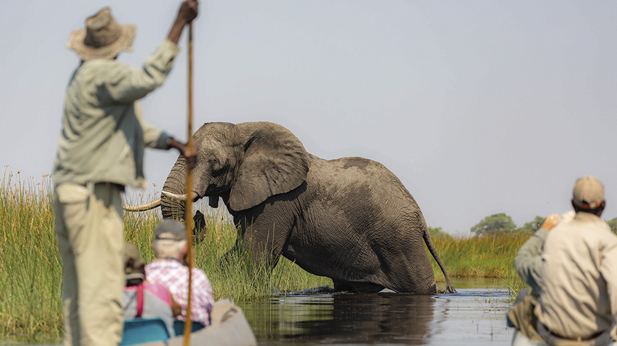 elefante andando en revista trofeo caza
