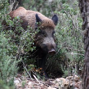 Jabalí en el monte en revista trofeo caza