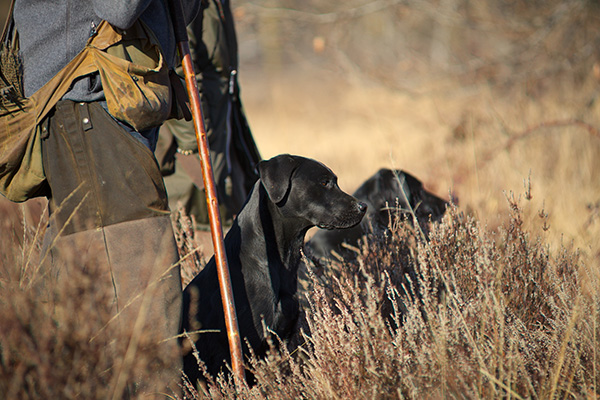 Labrador en revista trofeo caza