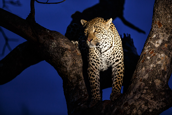 leopardo en revista trofeo