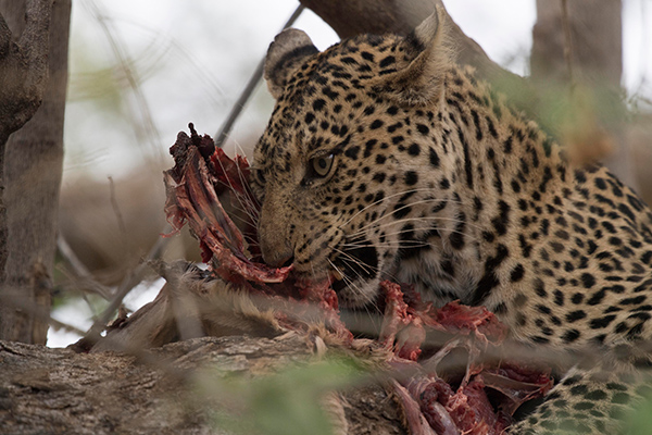 Leopardo comiendo en revista trofeo