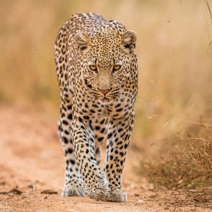leopardo en revista trofeo