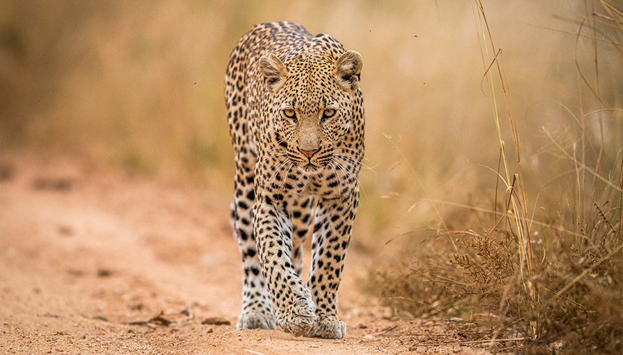 leopardo en revista trofeo