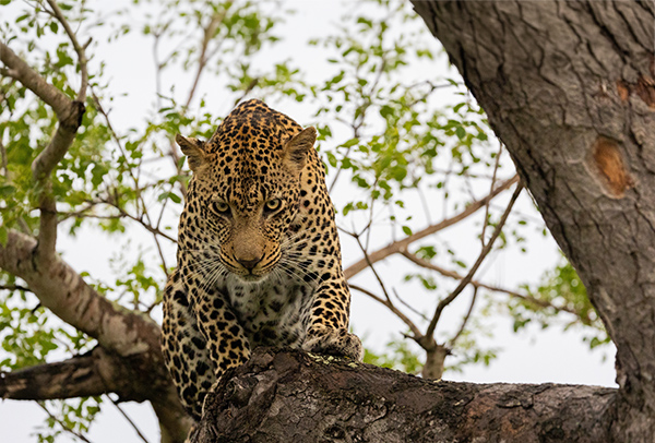 leopardo en un arbol en revista trofeo caza