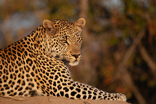 Leopardo tumbado en revista trofeo