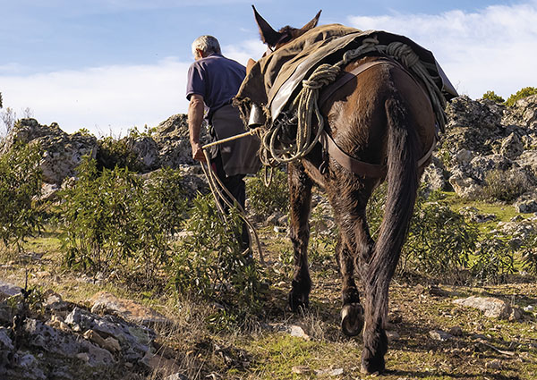 mula de monteria en revista trofeo caza