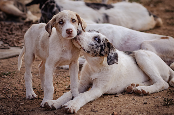 perro cachorro rehala en revista trofeo