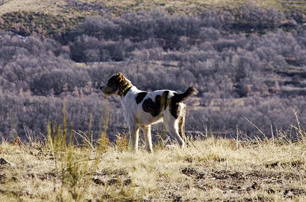 perro cazando en revista trofeo caza