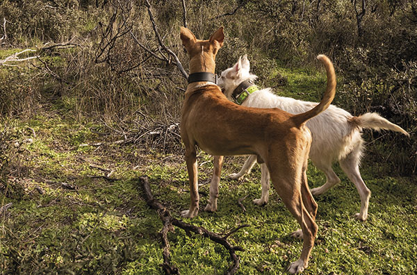 perros de caza en revista trofeo caza