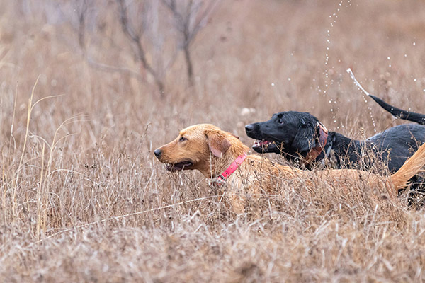 perros de caza en revistat rofeo caza