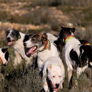 perros de rehala en revista trofeo
