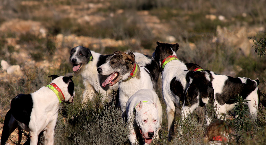 perros de rehala en revista trofeo