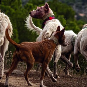 perros de rehala en revista trofeo caza