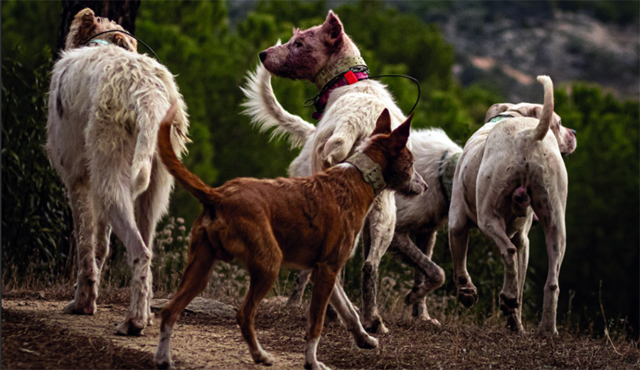 perros de rehala en revista trofeo caza