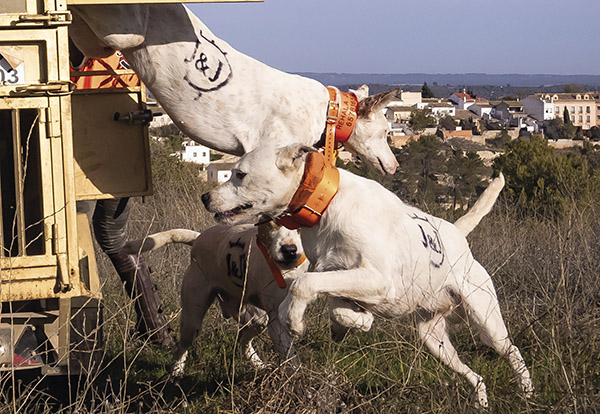 perros de rehala en revista trofeo