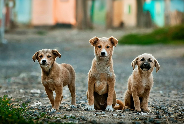perros sin raza en la calle en revista trofeo