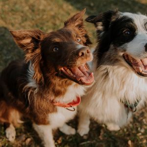 perros sin raza en revista trofeo caza