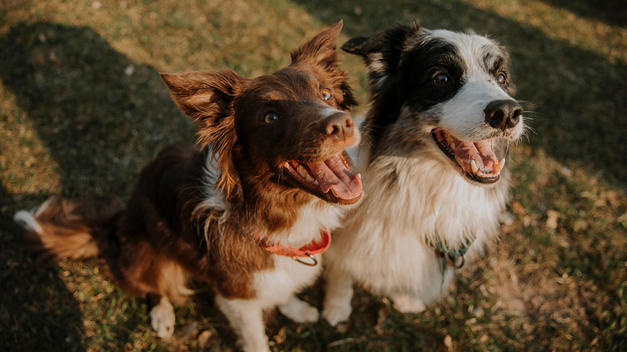 perros sin raza en revista trofeo caza