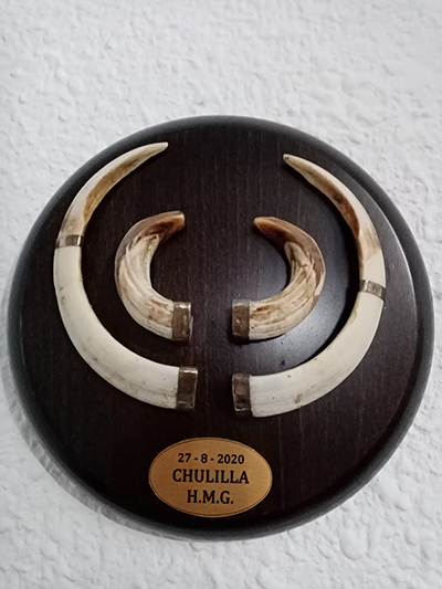 trofeo de jabali en revista trofeo caza