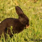 Conejo-Negro-Solo